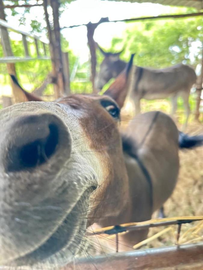 Habitat Eco Farm Luxuszelt *